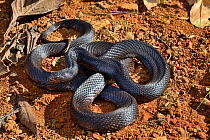 Northern pine snake (Pituophis melanoleucus lodingi) captive occurs in Alabama and Lousiana, USA