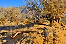 Big Bend patchnose snake (Salvadora deserticola) feeding on Southwestern earless lizard (Cophosaurus texanus scitulus) South East Arizona, USA, June.
