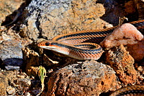 Big Bend patchnose snake (Salvadora deserticola) South East Arizona, USA, June.