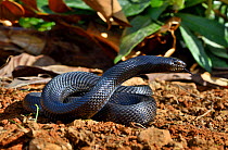 Northern pine snake (Pituophis melanoleucus lodingi) captive occurs in Alabama and Lousiana, USA