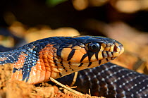 Mexican redtail indigo snake (Drymarchon melanurus rubidus) captive occurs in Mexico.