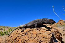 Chuckwalla (Sauromalus ater) male,  Death Valley, California, USA.