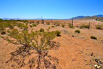 Fenced off and cleared area of desert for Pistachio (Pistacia vera) growing, South East Arizona, USA.