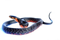 Mexican indigo snake (Drymarchon melanurus rubidus) on white background, captive, occurs in Mexico.