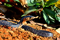 Mexican indigo snake (Drymarchon melanurus rubidus) captive, occurs in Mexico.