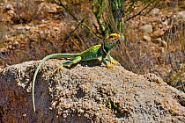 Collared lizard  (Crotaphytus collaris) male, Arizona, USA. June.