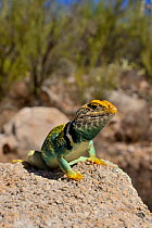 Collared lizard  (Crotaphytus collaris) male, Arizona, USA. June.