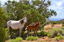 Navajo horse mare and foal, Arizona, USA, May.