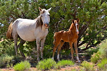 Navajo horse mare and foal, Arizona, USA, May.
