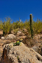 Collared lizard  (Crotaphytus collaris) male, Arizona, USA, June.