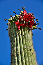 Saguaro (Carnegiea gigantea) with fruit split open, Catalina State Park, Arizona, USA, June.