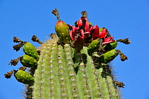 Saguaro (Carnegiea gigantea) with fruit split open, Catalina State Park, Arizona, USA, June.