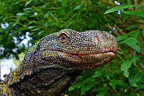 Crocodile monitor (Varanus salvadorii) portrait, captive, occurs in New Guinea.