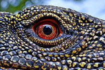 Crocodile monitor (Varanus salvadorii) close up eye, captive, occurs in New Guinea.