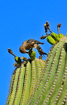 Gila Woodpecker (Melanerpes uropygialis) eating Saguaro fruit (Carnegiea gigantea) Arizona, USA, June.