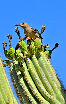 Gila Woodpecker (Melanerpes uropygialis) eating Saguaro fruit (Carnegiea gigantea) Arizona, USA, June.