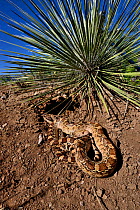 Sonoran Gophersnake (Pituophis catenifer affinis) Arizona, USA, June.