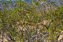 Sonoran Gophersnake (Pituophis catenifer affinis) in tree, Arizona, USA, June.