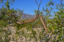 Sonoran Gophersnake (Pituophis catenifer affinis) in tree, Arizona, USA, June.