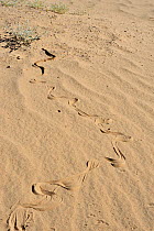 Sonoran gophersnake (Pituophis catenifer affinis) with tracks in sand, Arizona, USA, June.