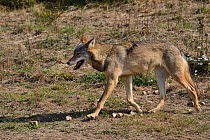 Mongolian wolf (Canis lupus chanco) Captive, occurs in Mongolia, northern and central China, Korea, and the Ussuri region of Russia.