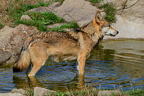 Tundra wolf (Canis lupus albus) captive, occurs in Eurasian tundras from Finland to Kamchatka, Russia.