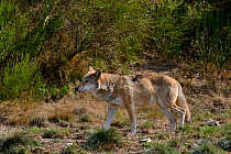Mongolian wolf (Canis lupus chanco) Captive, occurs in Mongolia, northern and central China, Korea, and the Ussuri region of Russia.