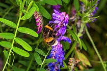 Buff-tailed Bumble Bee (Bombus terrestris) feeding on Tufted Vetch (Vicia cracca) at the edge of a meadow, Cheshire, UK, August