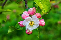 Apple (Malus domestica) blossom variety 'Egremont Russet' in orchard, Cheshire, UK, May