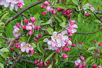 Apple (Malus domestica) blossom variety 'Arthur W. Barnes' in orchard, Cheshire, UK, May