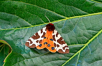 Garden tiger moth (Arctia caja) Wiltshire, England, UK, July.