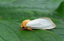 Ghost Moth (Hepialus humuli humuli) male, Dorset, England, UK, July.