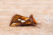Gold spot moth (Plusia festucae) Wiltshire, England, UK, August.