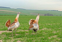 Great Bustard (Otis tarda) males displaying, Salisbury Plain, Wiltshire, UK, April.