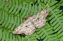 Great oak beauty moth (Hypomecis roboraria) on bracken, Wiltshire, England, UK, June.