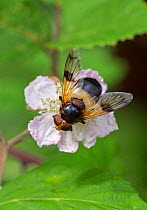 Great pied hoverfly (Volucella pellucens) feeding from bramble flower, Wiltshire, England, UK, July. Bumblebee mimic species.