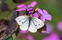 Green-veined white butterfly (Pieris napi) female, Wiltshire, England, UK, May.