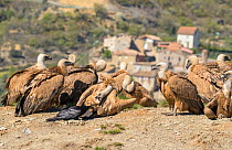 Griffon vulture (Gyps fulvus) flock on hillside with one interacting with Raven (Corvus corax) Pyrenees, Spain, April.