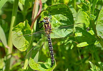 Hairy dragonfly (Brachytron pratense) male, Ham Wall RSPB Reserve,  Somerset Levels, England, UK, April.
