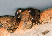 House martin (Delichon urbica) at nest, Spain, June.