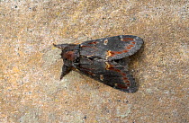 Iron prominent moth (Notodonta dromedarius) Wiltshire, England, UK, June.