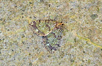 July highflyer moth (Hydriomena furcata) Wiltshire, England, UK, June.