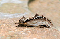 Lesser swallow prominent moth (Pheosia gnoma) Wiltshire, England, UK. June.