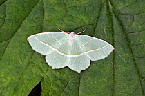 Light emerald moth (Campaea margaritata) Wiltshire, England, UK.