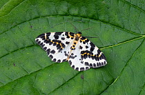 Magpie moth (Abraxas grossulariata) Dorset, England, UK, July.