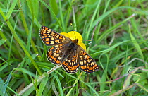 Marsh Fritillary butterfly (Euphydryas aurinia) feeding from Buttercup flower,  Wiltshire, England, UK, May.
