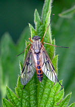Marsh Snipefly (Rhagio tringarius) Ham Wall RSPB Reserve, Somerset Levels