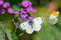 Orange tip butterfly (Anthocharis cardamines) female and male, visiting Honesty flower (Lunaria annua) Wiltshire, England, UK, May.
