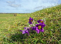 Pasque flower (Pulsatilla vulgaris) Martin Down National Nature Reserve, Hampshire