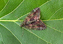 Red-green carpet moth (Chloroclysta siterata) Wiltshire, England, UK, July.